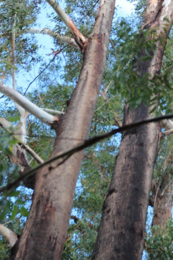 Kerikeri Glamping Ξενοδοχείο Εξωτερικό φωτογραφία